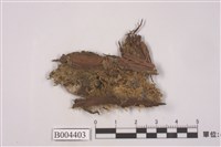 藏品(黃色細鱗蘚)的圖片